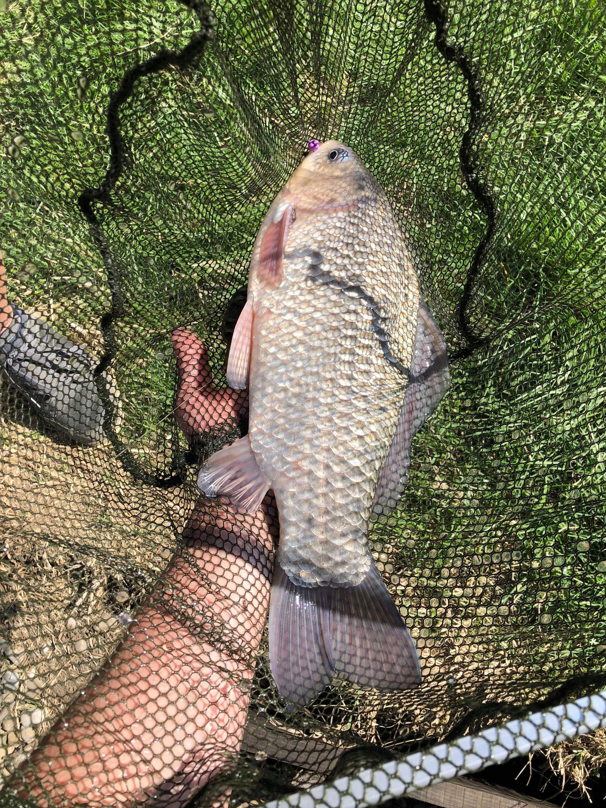 Pescuit pe frumoasa balta Candeasca Baz1 - 308497311791721897556273841530390o1.jpg